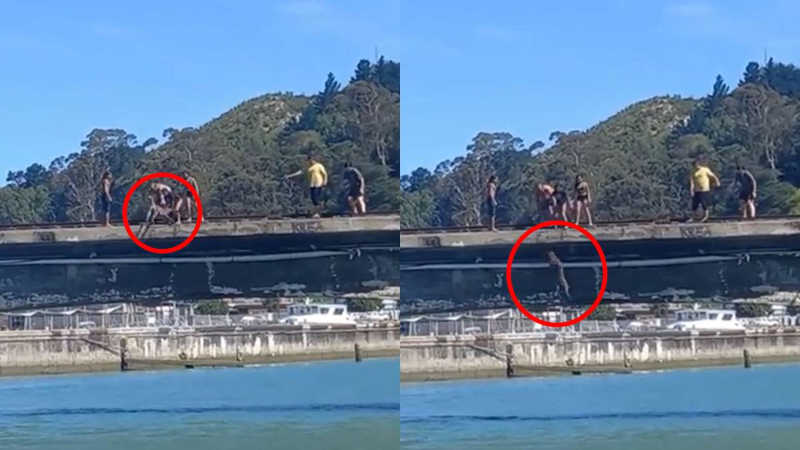 Polícia investiga vídeo chocante de cão sendo empurrado de ponte na Nova Zelândia