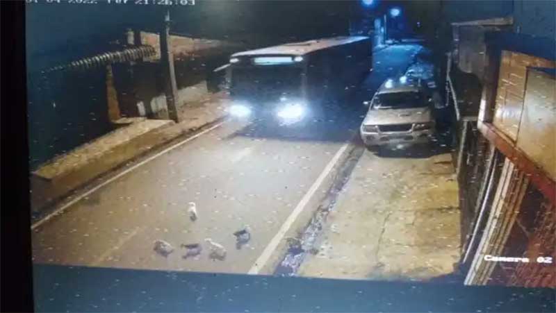 Motorista de ônibus atropela vários cachorros em Moju (PA) e foge sem prestar socorro; VÍDEO