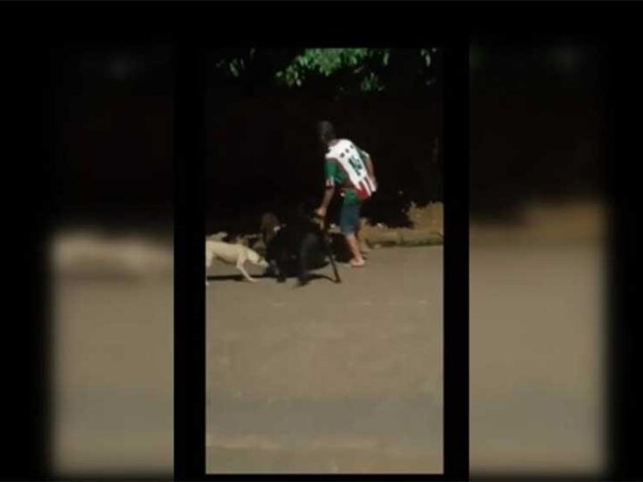 Homem é denunciado por incitar briga entre cachorros em Parauapebas, PA