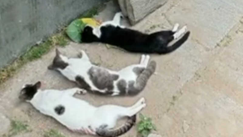 Crueldade: matança de gatos é denunciada em Campina Grande, PB
