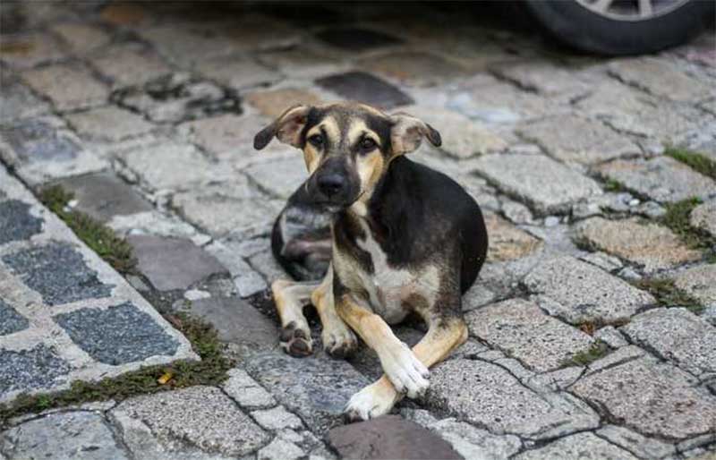 Projeto Olhar Animal leva serviços veterinários ao Morro da Conceição, em Recife, PE