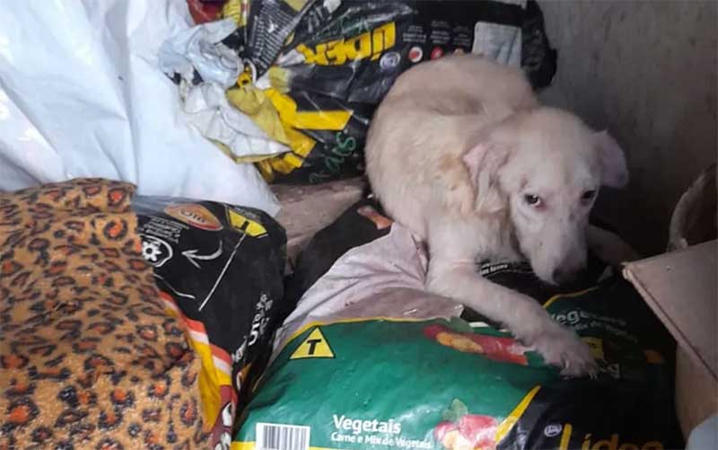 Cachorro maltratado foi resgatado na casa de homem denunciado por maltratar cães no Recife — Foto: Reprodução/WhatsApp