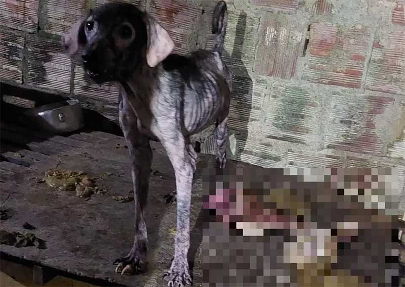 Homem é preso por maltratar animais e matar cachorros; protetora denuncia que carne teria sido vendida como se fosse de bode