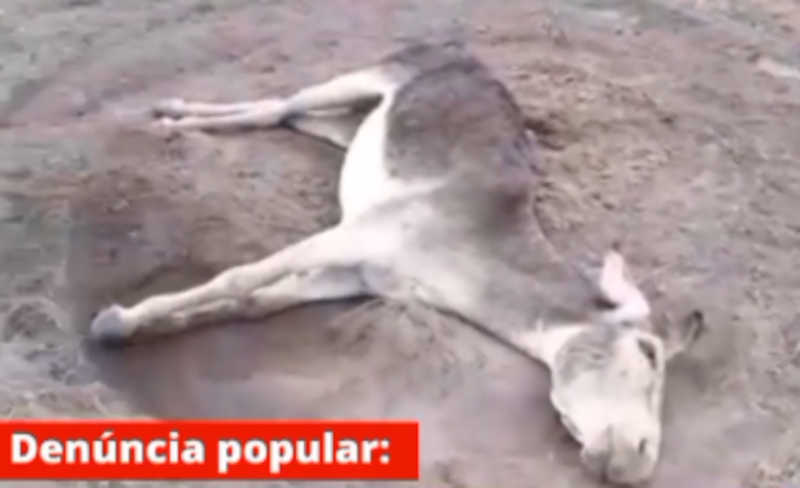 Animais são assassinados a tiros na zona rural de Boa Hora (PI), denuncia morador