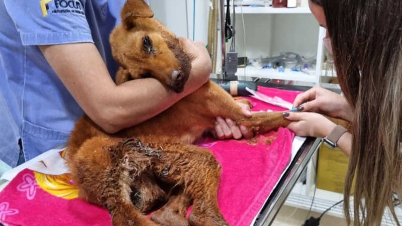 Cachorra é resgatada de residência em situação extrema de maus-tratos