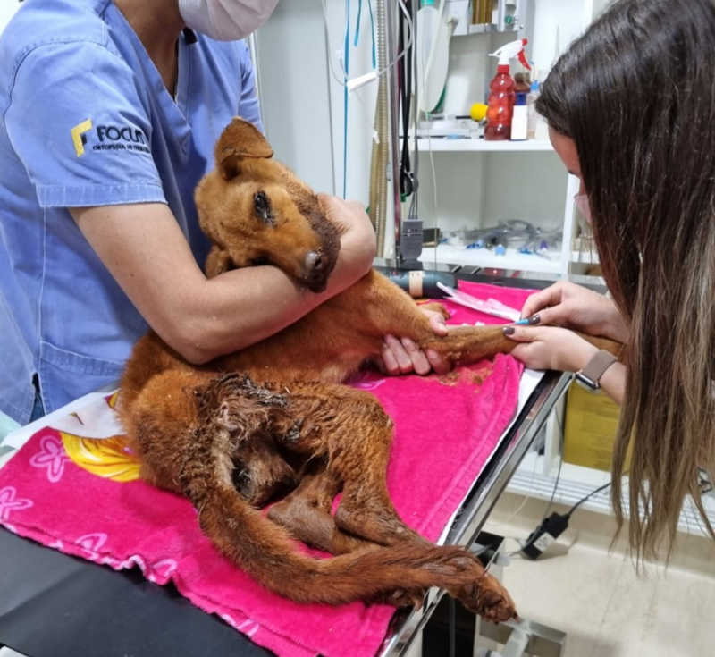 Cachorra é resgatada de residência em situação extrema de maus-tratos m Campo Mourão, PR