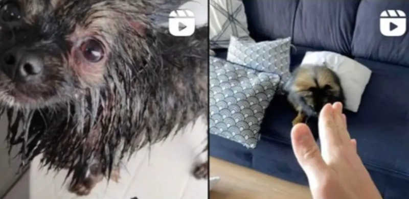 Médico mata cão por fazer xixi no “lugar errado”, em Cascavel, PR