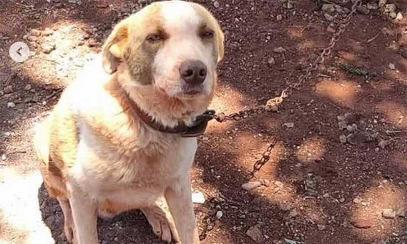Cachorro era vítima de maus-tratos em Foz do Iguaçu. Foto: Reprodução