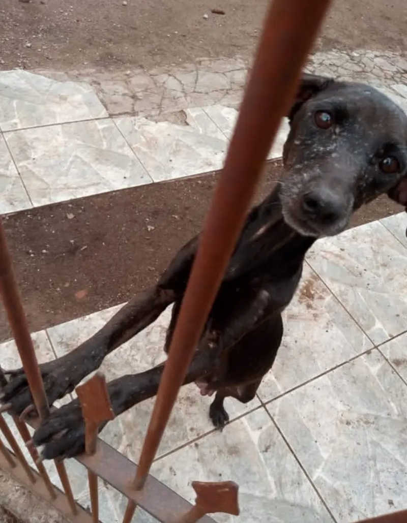 Protetores denunciam maus-tratos a animais e negligência em São José dos Pinhais, PR