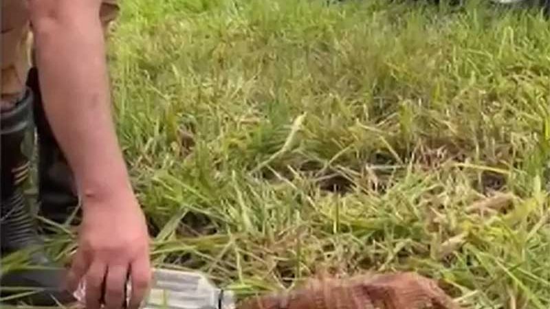 Policial dá água para tatu em rodovia do oeste do Paraná — Foto: Reprodução vídeo