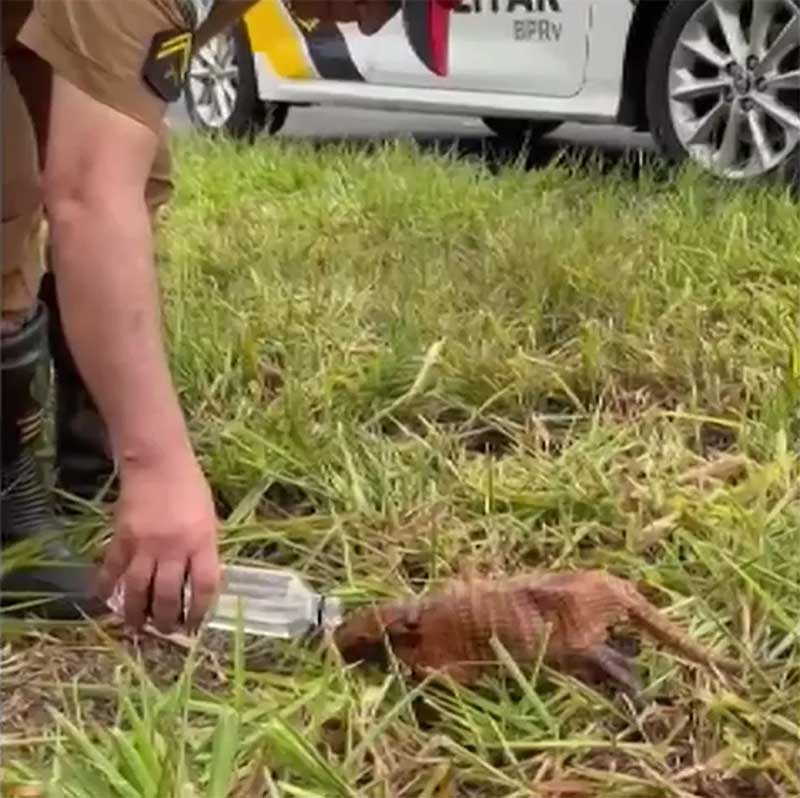 VÍDEO: Policial tenta espantar tatu de rodovia com água, mas animal só sai do lugar após matar a sede