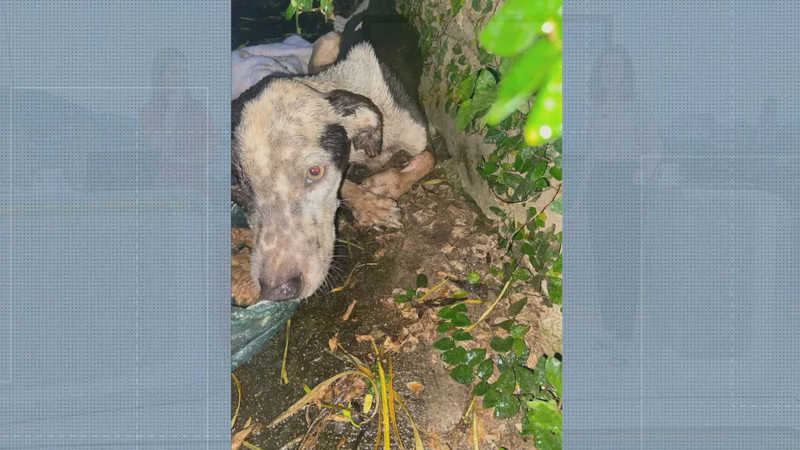 Cadela ferida e amarrada dentro de sacola plástica é resgatada no Grajaú, no Rio