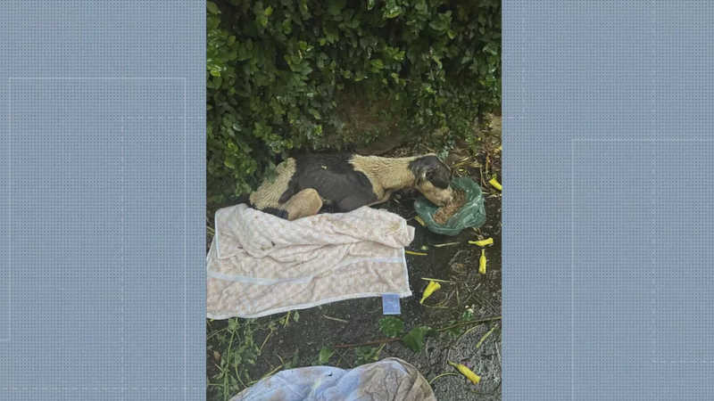Animal foi achado debilitado por duas amigas que se exercitavam no Grajaú — Foto: Reprodução/TV Globo