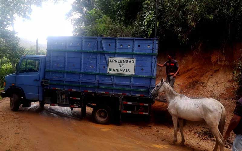 COPBEA de Teresópolis (RJ) resgata cavalo debilitado e abandonado em Sebastiana