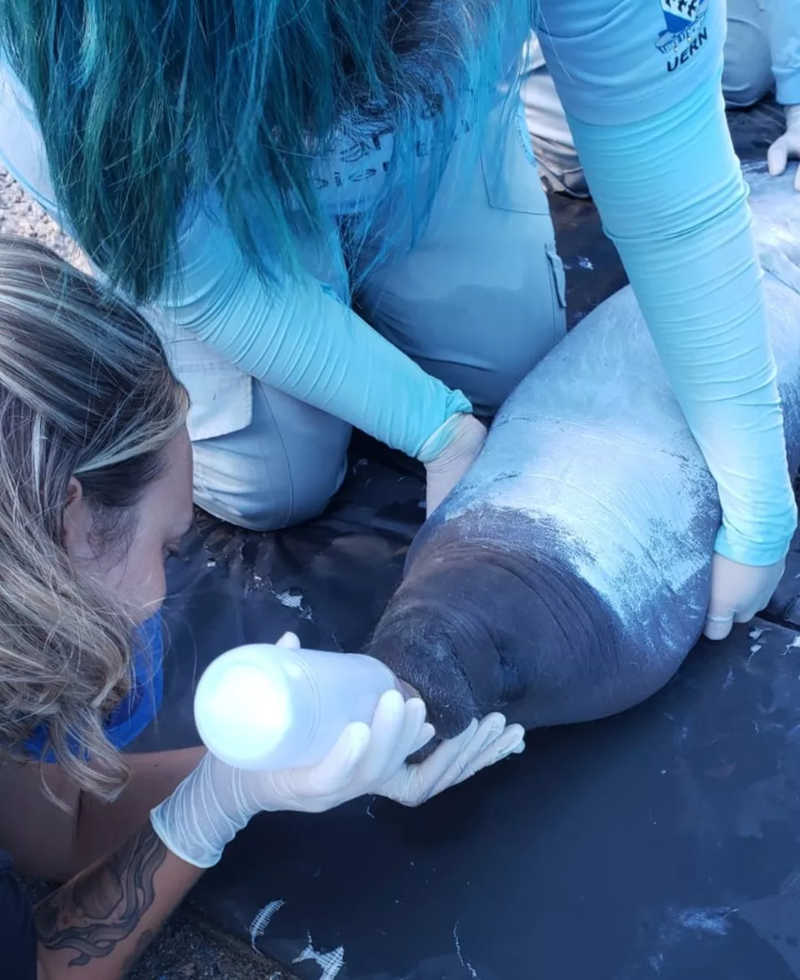 Peixe-boi-marinho resgatado na praia de Sagi recebe alimentação — Foto: Divulgação