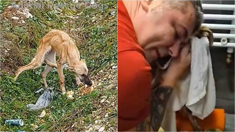Homem resgata cachorro esquelético da estrada e não segura a emoção