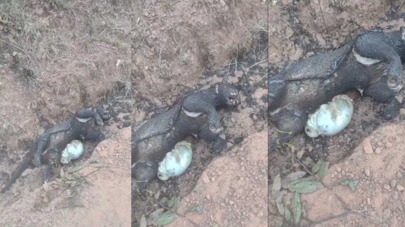 Onça grávida é achada morta amarrada e completamente carbonizada em vala em Roraima; VÍDEO