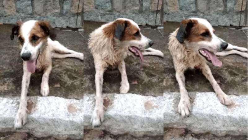 Cachorro sobrevive a envenenamento em Camaquã, RS