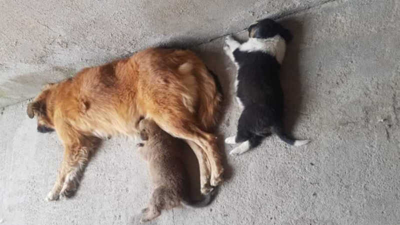 Cadela e filhotes são abandonados em beira de estrada no interior de Camaquã, RS
