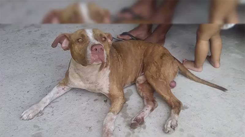 Covardia: cachorro é arremessado de ponte por meninos em Dom Pedrito, RS