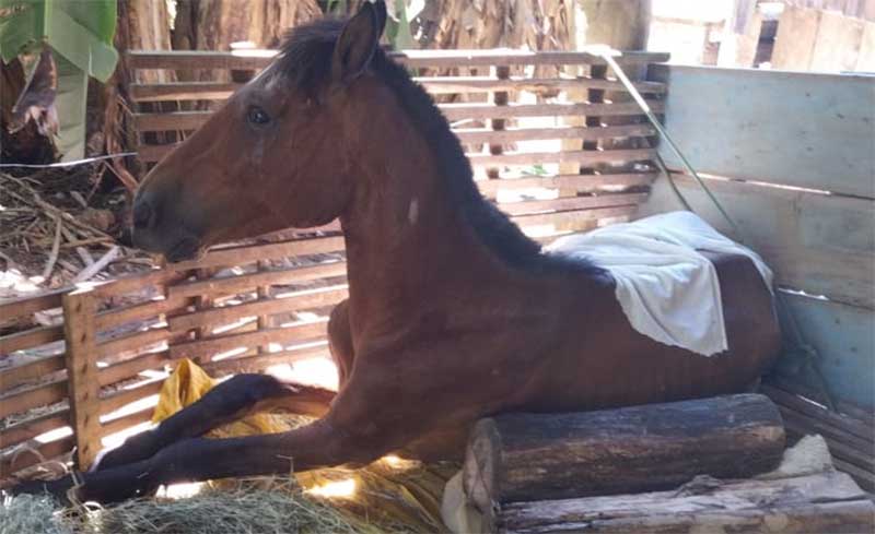 Bióloga acusa Prefeitura de Ilópolis (RS) de negar atendimento para cavalo