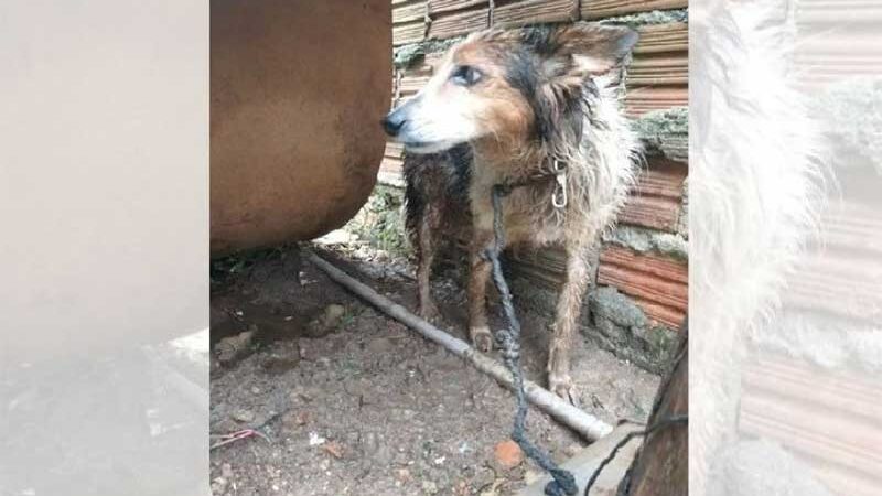 Animal foi flagrado preso numa corda extremamente curta, sem higiene e debaixo de um sol, com sensação térmica de 46ºC, em Pelotas, RS