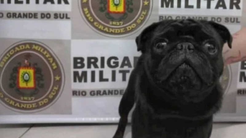 Brigada Militar prende homem que tentava vender cão que se perdeu durante Ano Novo no RS