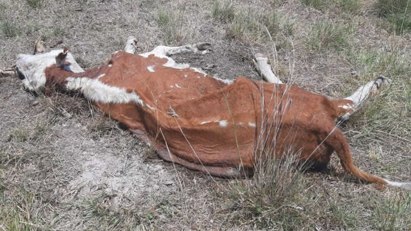 Boi é encontrado morto em propriedade rural sem água em Uruguaiana (RS), diz polícia
