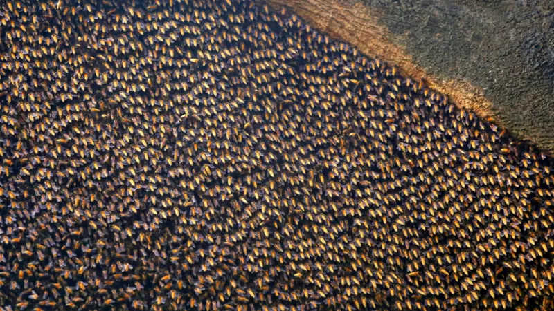 Abelhas asiáticas gritam usando seus corpos, fazendo-os vibrar. Foto: Alamy