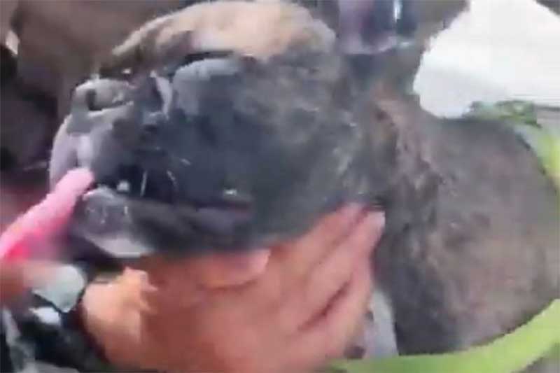 Cachorro é resgatado agonizando dentro de veículo fechado em Balneário Camboriú, SC