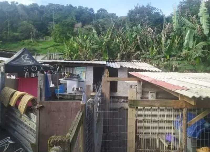 ONG de Balneário Camboriú (SC) precisa de ajuda para construir área de tratamento para cães