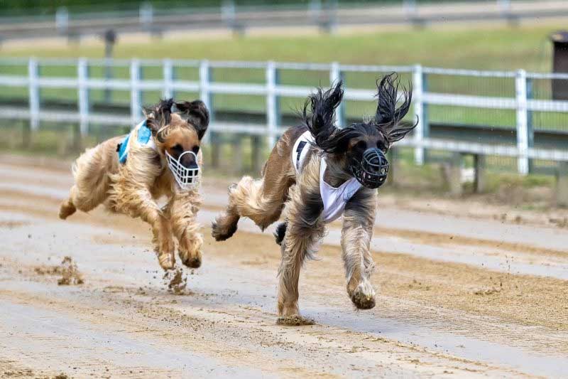 Lei que proíbe corrida de cães e abandono de animais domésticos em SC é sancionada