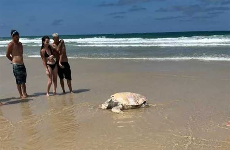 Tartaruga é encontrada morta na Praia dos Ingleses, em Florianópolis, SC