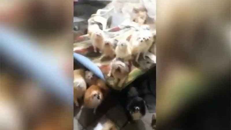 VÍDEO: Cães ‘de raça’ e gatos são resgatados de casa após denúncia de maus-tratos em Itajaí, SC