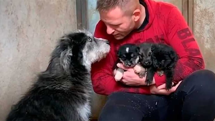Cadela abandonada “pediu ajuda” a um homem para salvar seus filhotes do frio