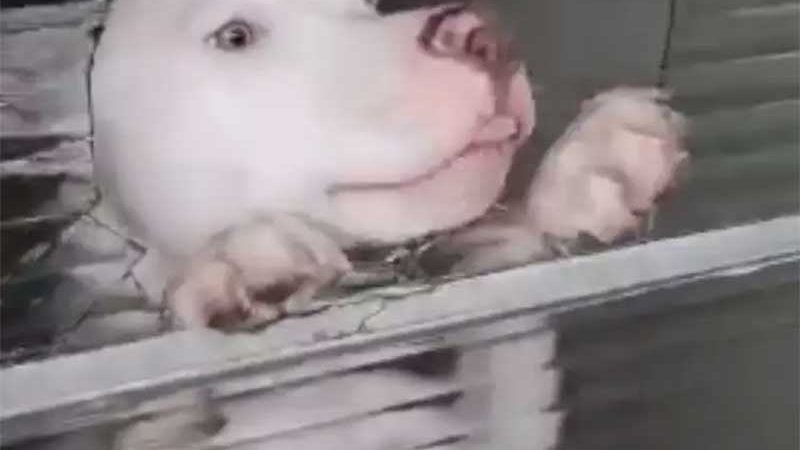 Gama resgata cachorro abandonado em apartamento no Cidade Jardim, em Americana, SP