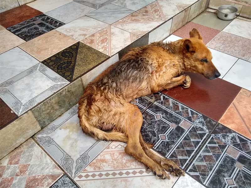 Segundo a polícia, cachorro estava bastante debilitado e não conseguia andar — Foto: Polícia Militar Ambiental/Divulgação