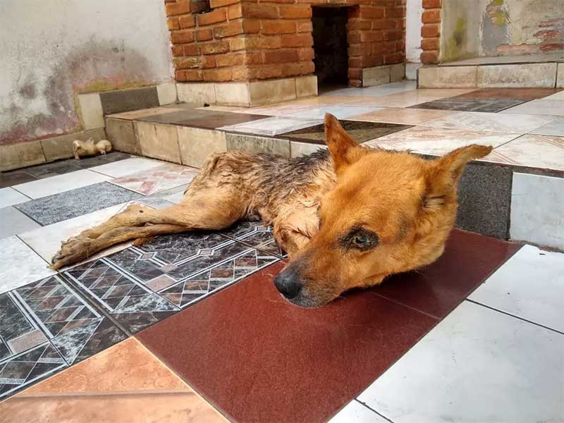 Cachorro é sacrificado após polícia flagrar situação de maus-tratos no interior de SP
