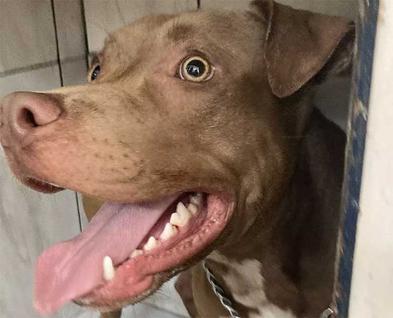 Cachorro vítima de maus-tratos é resgatado de apartamento em Araraquara — Foto: Coordenadoria do Bem-estar Animal de Araraquara
