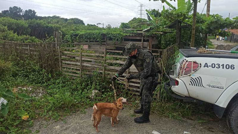 Dois cães são resgatados em situação de maus-tratos em Bertioga Polícia Militar (Divulgação)