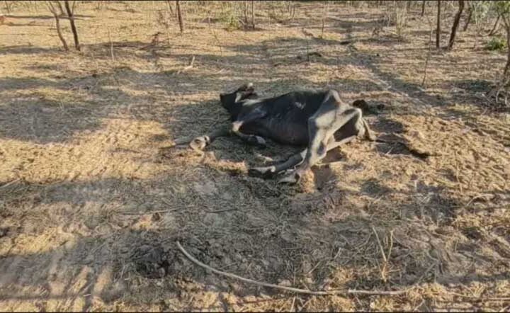 Búfalos e bezerros foram encontrados em abandono no interior de SP CNN / Reprodução