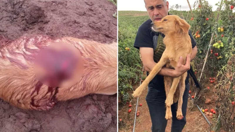 Polícia investiga maus-tratos após resgatar cachorra com ferimento de faca em Capão Bonito — Foto: Polícia Civil/Divulgação