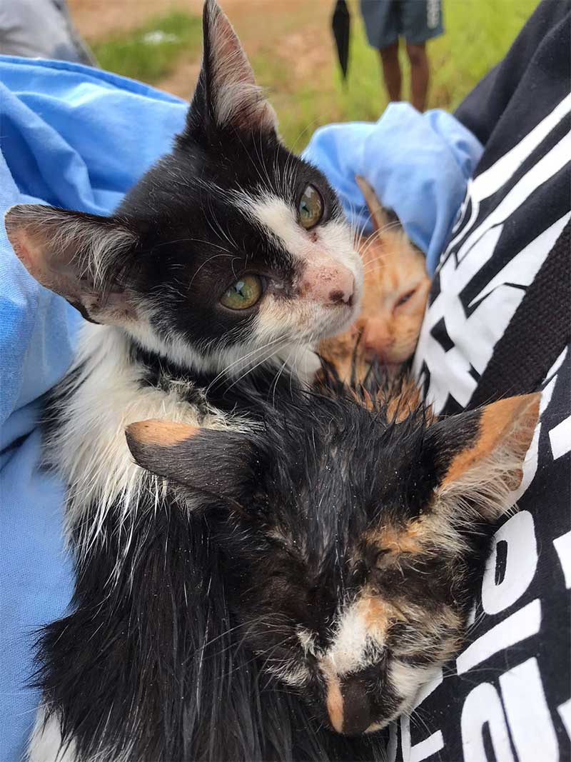 CCZ resgata quatro gatos ilhados por enchente no bairro Ribeirão, em Capivari, SP