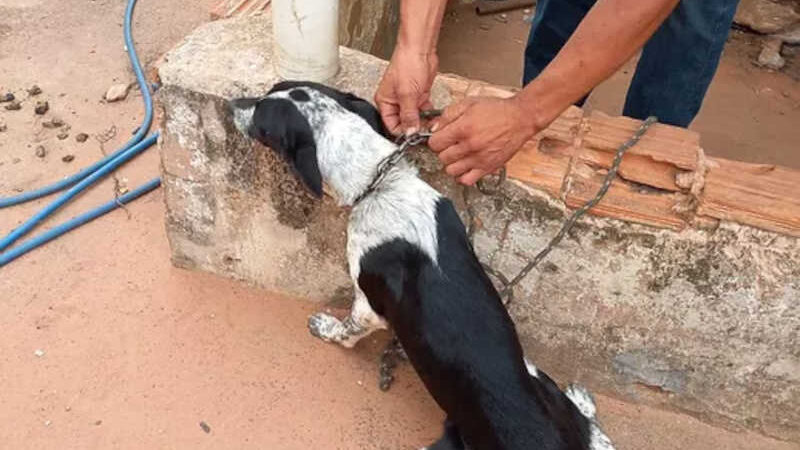 Foto: Divulgação/GCM - Patrulha localizou cachorras amarradas sem água nem alimento