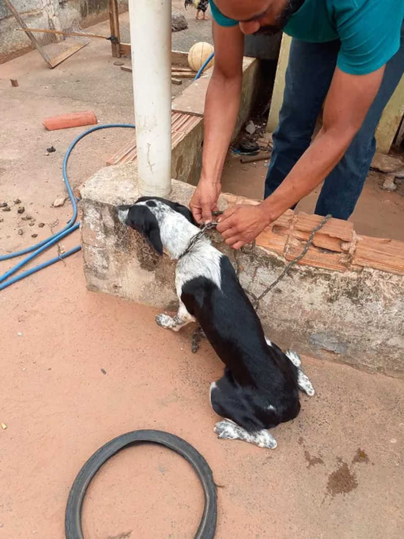 Patrulha Ambiental localiza animais vítimas de maus-tratos e faz prisão em flagrante em Catanduva, SP