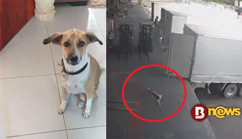 Passageiro que teve cadela perdida em aeroporto aciona Gol na Justiça e faz desabafo