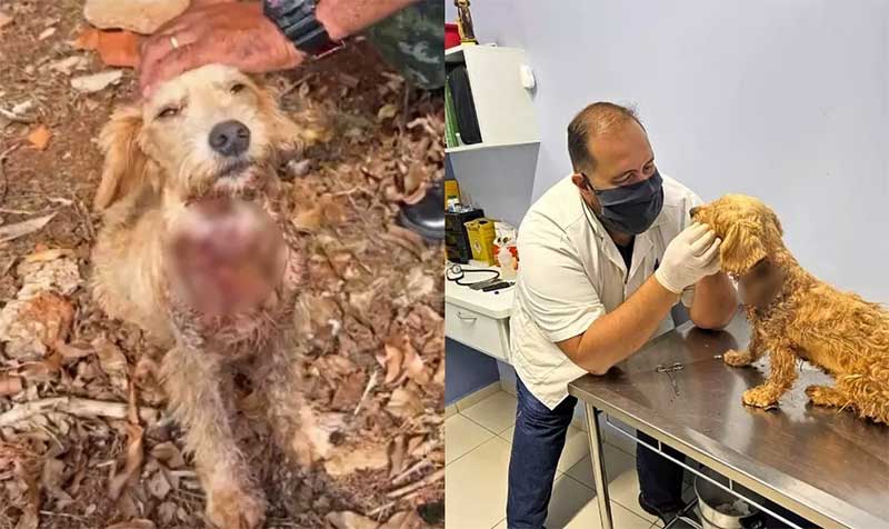 ONG faz campanha para custear tratamento de cadela baleada no pescoço no interior de SP