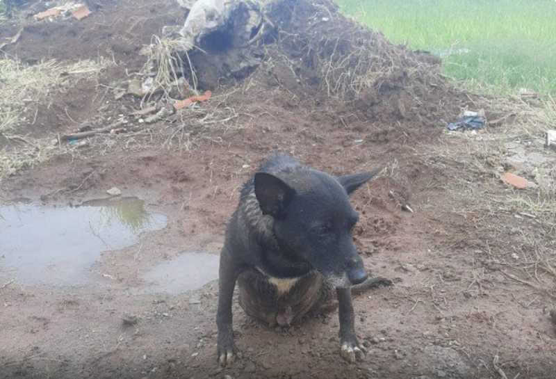 Protetores e entidades se unem em força-tarefa por animais vítimas das chuvas na região de Jundiaí, SP