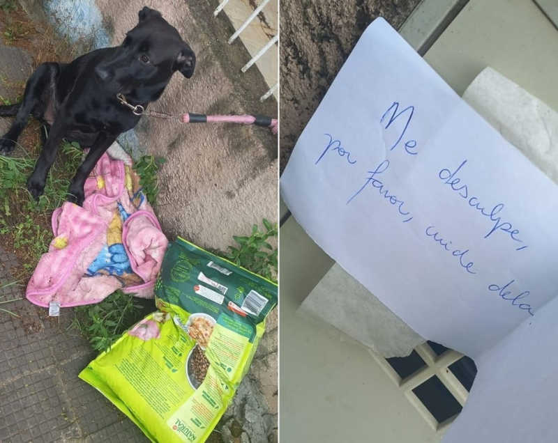 Família adota cadela abandonada com ração e pedido de desculpas em bilhete: ‘Meu coração ficou pequenininho’, diz tutora