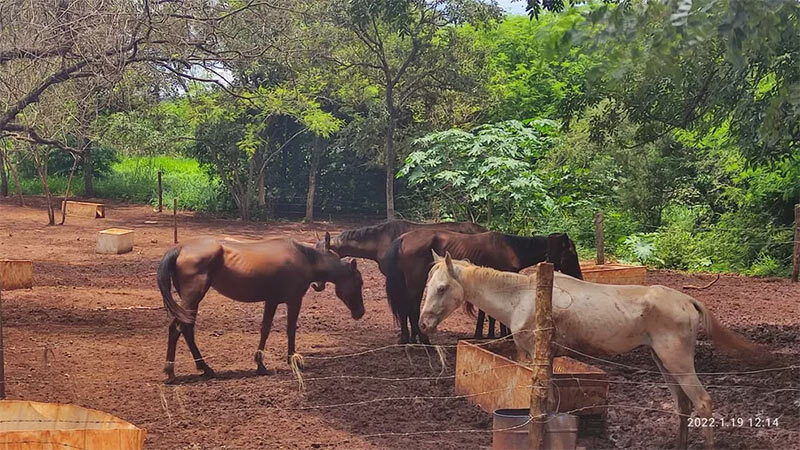 Polícia Civil investiga denúncia de maus-tratos com cavalos em Pederneiras — Foto: Polícia Civil /Divulgação